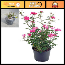 Thornless Climbing Rose - Pink Flowers, #3 Size Container, Garden