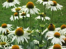 50 Baby White Coneflower Seeds Echinacea Flowers Perennial Seed 621 US SELLER