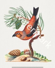 vintage bird illustration A4 Red Crossbill