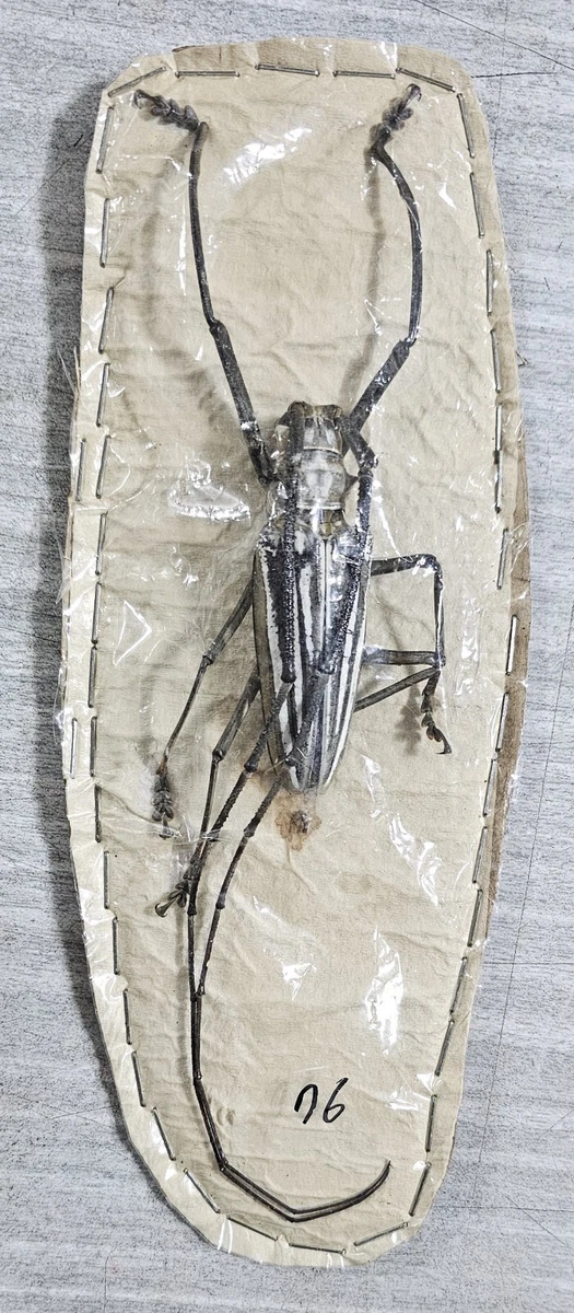 Batocera for sale | eBay