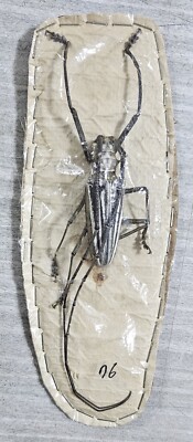 Cerambycidae : Batocera lamondi 76mm Male A1 | eBay