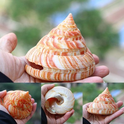 Rare Natural Pearly Screw Conch Shell Coral Sea Collectible Snail a 20226 K2M4