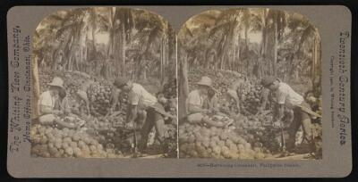 Photo:Harvesting cocoanuts, Philippine Islands 1906