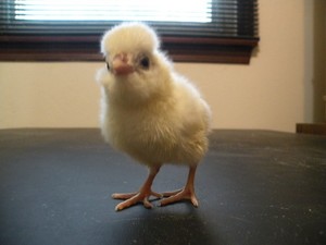 18 STANDARD, WHITE CRESTED BLACK, BLUE POLISH FRESH AND FERTILE HATCHING EGGS