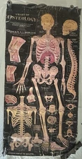 1920 Chart of Osteology 29x58” By Dr. G H Michel 1920 Medical Education Antique