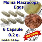 Live Moina Eggs Culture Kit for Fish Fry | 6 Capsules 0.2g | Free Shipping