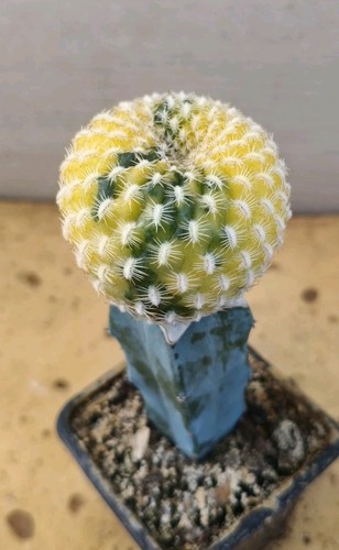 S9042 Sulcorebutia Arenacea Variegata h5,2cm. Injerto. cactus.