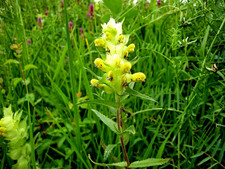 Rattlesnake Pot, Large Rattlesnake Pot, Rinanthus grandiflorus, 80 Seeds