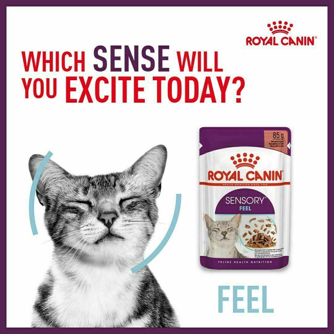  CANIN SENSORY 85g 12パック×3箱、バラ8 Karma Royal Canin Sensory Taste w sosie 12x85g - Ceny i