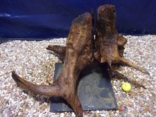 XX-Large Driftwood Mounted on Slate 13"x28"x19" Aquarium Reptile Natural Art