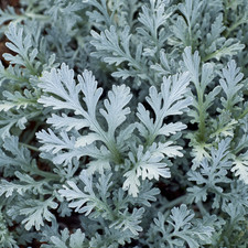 Dusty Miller Seeds   200 Silvery Foliage, Compact Ornamental Senecio cineraria