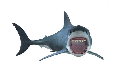 Great White Shark Swimming Full Body 3D Rendering Poster 18x12