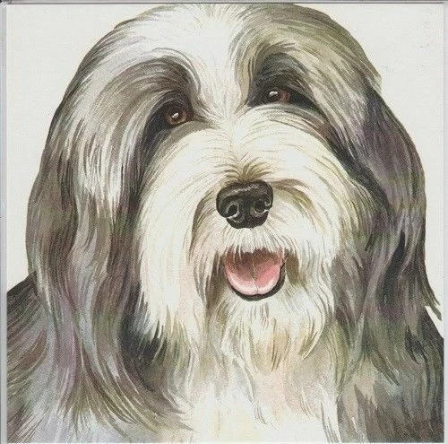 Bearded Collie card waggydogz