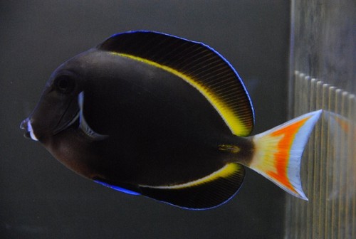 ACHILLES TANG HYBRID TANG 4-5" SALTWATER FREE SHIPPING - 第 1/1 張圖片