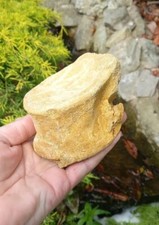 Fossil Plesiosaur vertebrae bone Cretaceous age Morocco fossils 