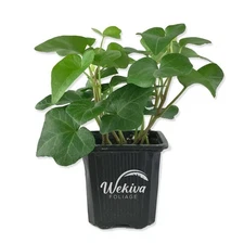 Green English Ivy - Live Plants in 3 Inch Pots - Hedera Helix
