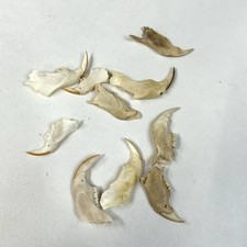 Lot Of 10 Damaged Real Squirrel Jaw Bones Cleaned Weird Goth Odd Crafts #1448 Lot Of 10 Damaged Real Squirrel Jaw Bones Cleaned Weird Goth Odd Crafts #1448