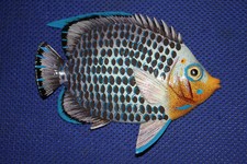 6 Inch Tropical Fish,Wall Hanging Beach Decor,teachers aid,gifts F6-10