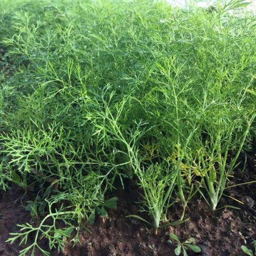 Dill about 3,300 seeds, Thai Dill seeds | Non-GMO | Free Shipping From Thailand - Picture 4 of 6