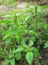 150 Red Root Pigweed seeds /Amaranthus Retroflexus  ORGANIC  FREE S/H