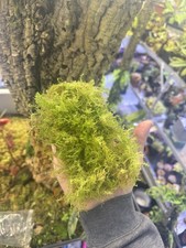 Large Handful Of 100% Pure Live Sphagnum Moss, Clump.