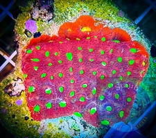 SAF~War Coral Favia Frag, Live Coral “WYSIWYG” 3 Inch Frag Plate, Brain, Colony