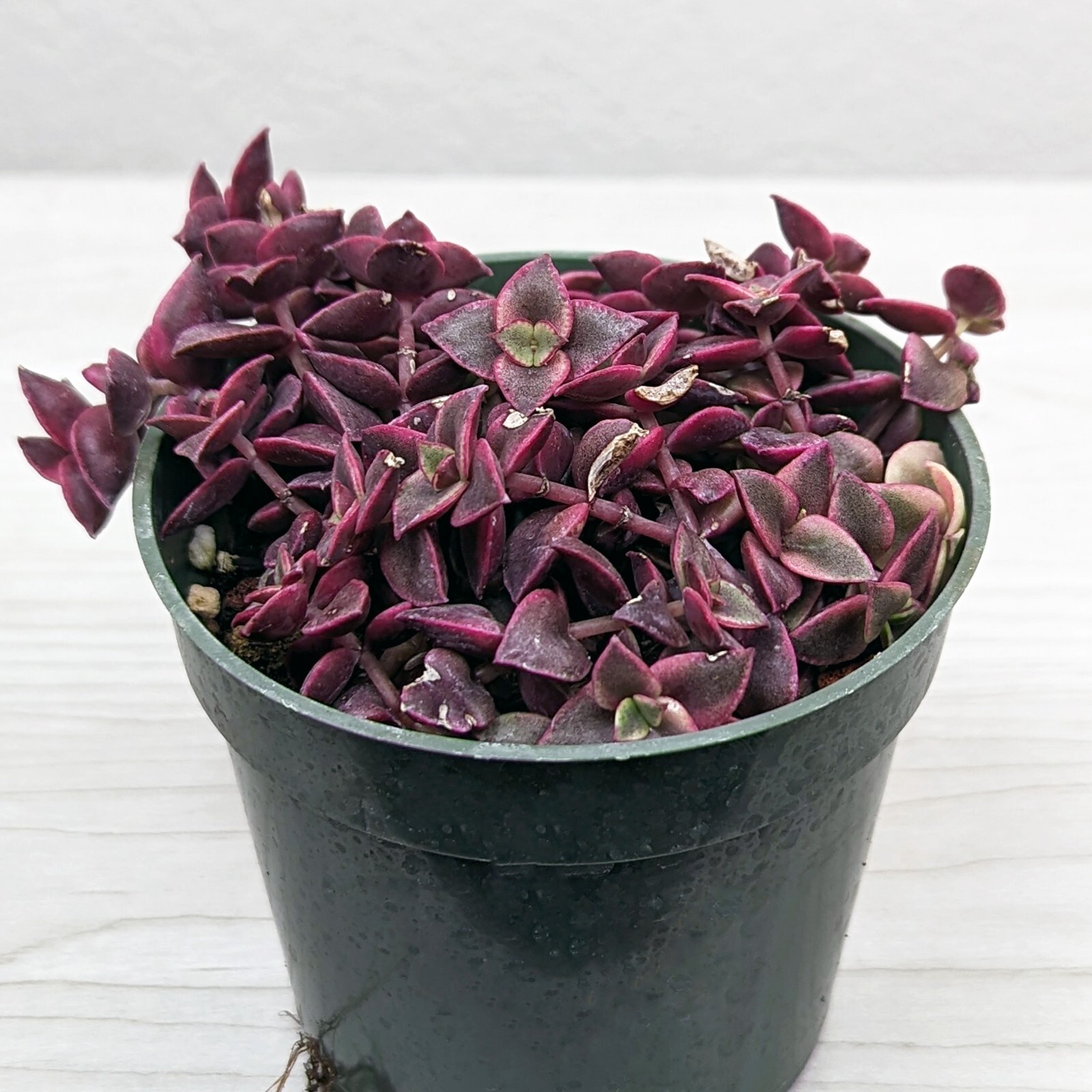 Succulent Live Plant - Crassula Pellucida : Calico Kitten Variegated - In  4" Pot | eBay