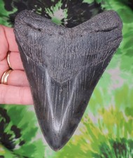 Megalodon Sharks Tooth 5 1/16