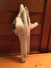 Beautiful 9" DRIFTWOOD Art Piece Terrarium Taxidermy Aquarium Beach DECOR