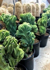 3 Gallon Crested Blue Candle Cactus-Myrtillocactus geometrizans—Eady to Grow.