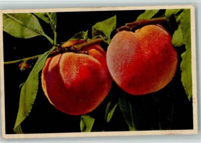 10113949 - Pfirsich lat. Prunus persica Frucht, Gemuese