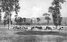 Emblagaard Dairy Farm Big Bay Marquette Michigan MI - Reprint