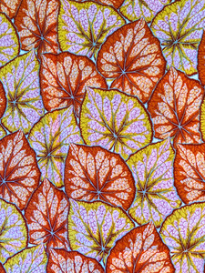 1  yd VTG Philip Jacobs fabric PJ 18 Begonia Leaves