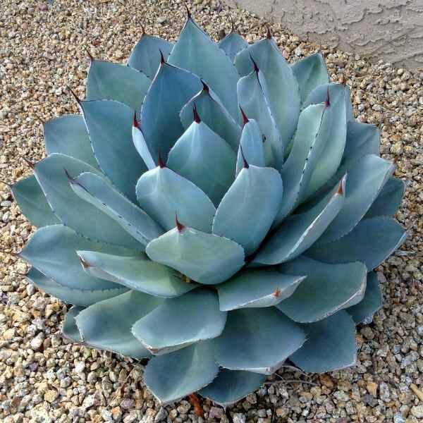 Agave Parryi - Stunning Parry's Agave - 10 Fresh Seeds - UK Hardy