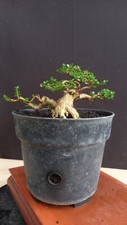 Real Plant Bonsai Sancang Premna Microphylla Old bogel Style size Small Rare