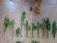 Euphorbia trigona  Succulent LARGE Plant cutting Great colors! 18" 22" 24" tall 