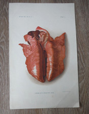 Antique/Vintage Original A. HOEN & CO Baltimore HOG's HEALTHY HEART Book Plate I