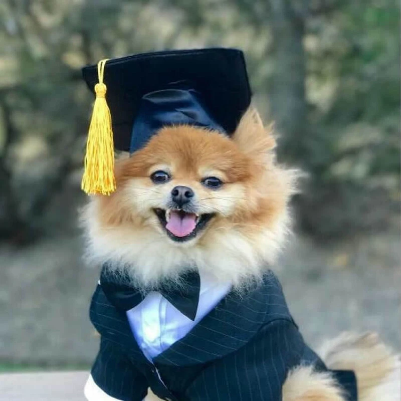 Dog with hotsell graduation cap