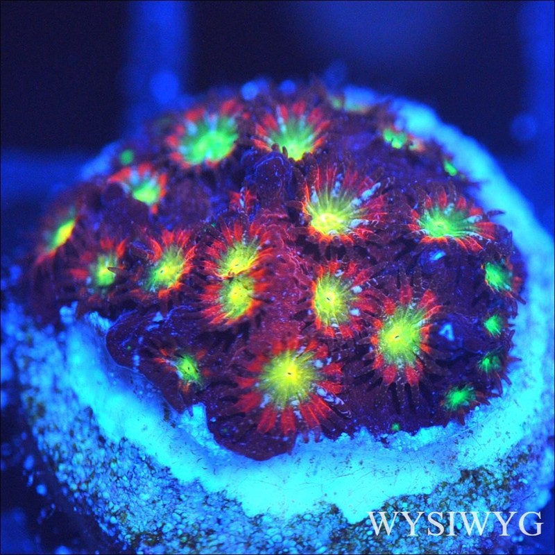 Corals of Eden ~ WYSIWYG Live Coral Frag ~ Bling Bling Cyphastrea ~ LPS