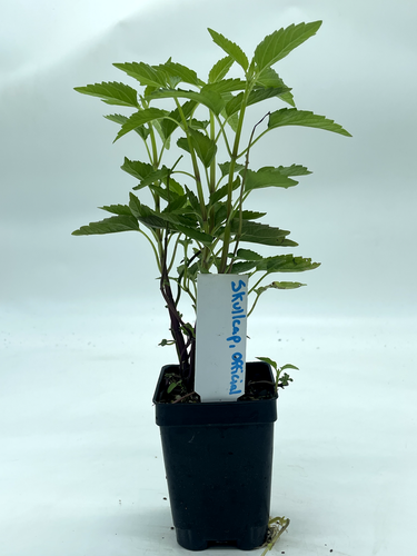 Mad Dog Skullcap Live Plant 3" Starter Pot - Scutellaria lateriflora
