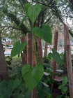 Aroid tropical houseplant PHILODENDRON Fritts Wentii — photo 3