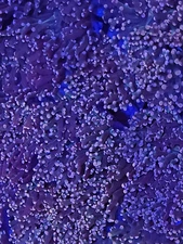 Peach Tip Octospawn * Euphyllia * Live Coral Frag * AJs Aquariums