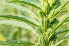 Sesame Seeds for Planting - Attracts Game Birds, Seeds Have High Oil Content