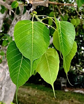 Pappelfeige Samen, ficus religiosa, Buddha Baum, Bodhi Baum