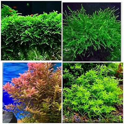 live aquarium plants Low Tech Package Java Christmas Moss Pearlweed Rotala | eBay