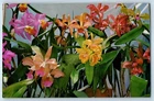 c1940's Bifoliate Cattleya Hybrids Orchid Flowers Unposted Vintage Postcard