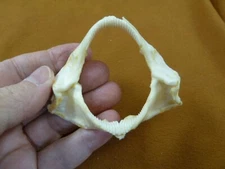 SJ-00-98 Rare 3-1/8" Bamboo SHARK jaw t**th jaws Chiloscyllium ichthology