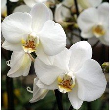 2 x Mini White Phalaenopsis Orchid Twin Stem 6cm Pot Indoor Plant