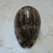 F Cypraea Grayana Red Sea shell Specimen F++++ 56.5 MM super glossy mauritia