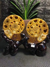 5.29LB A pair of Natural ammonite fossil conch Crystal specimen healing+stand
